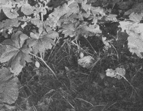 Wild Food Foraging: Apples, Chufa, Grapes and Wild Rice Image